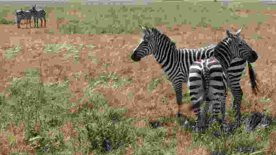 Admire Zebras at the National Park of Kenya