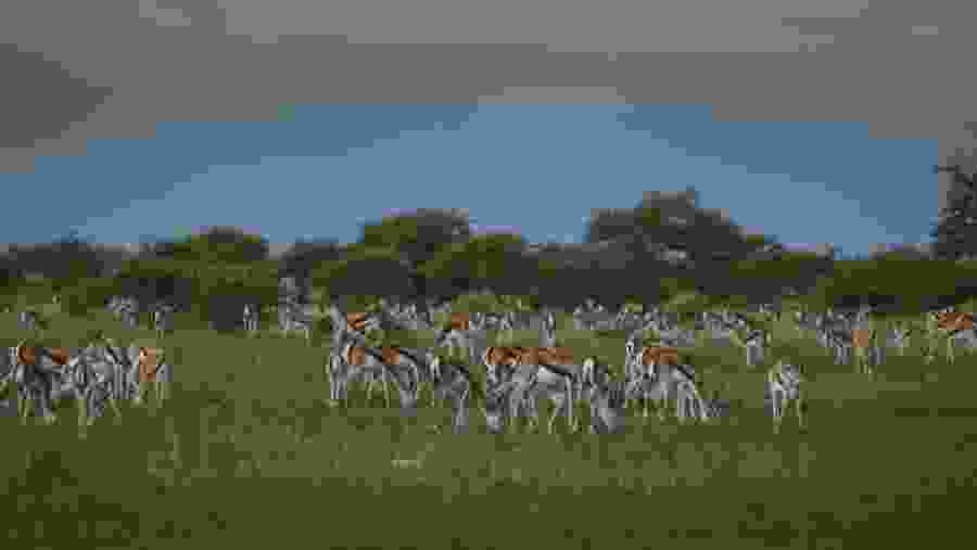Impalas Grazing