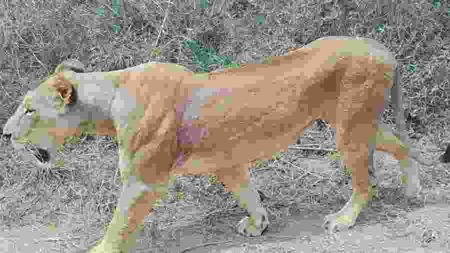 Maasai Lands, Wildlife Sanctuary & the Aberdare Forest