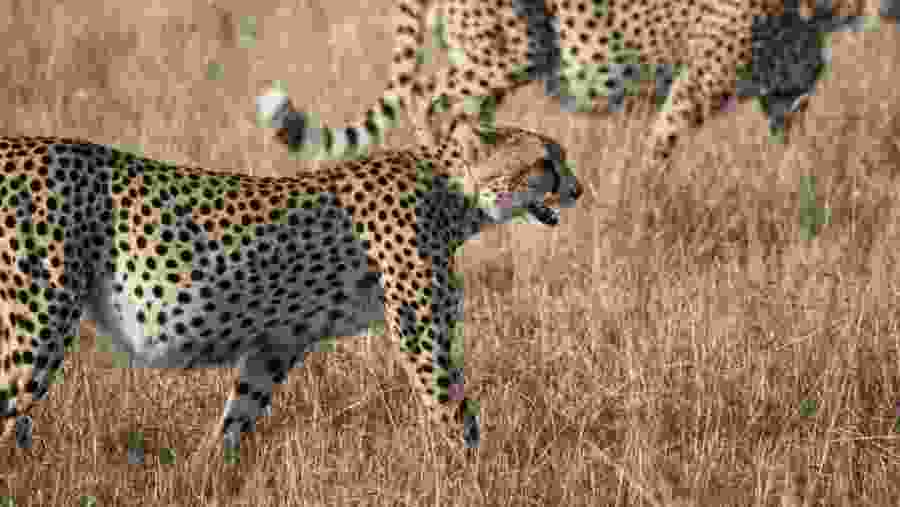 Cheetah
