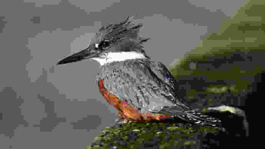 Kingfisher in Maullin river