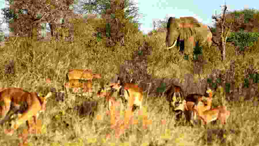 Wildlife at Amboseli National Park