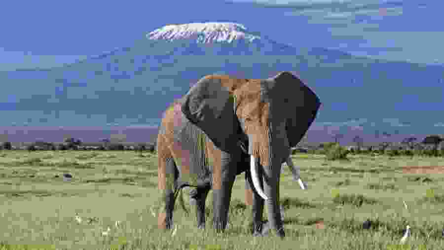 African Elephants