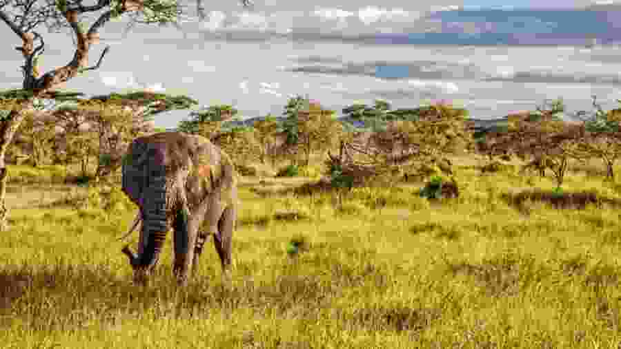 Bush Elephant