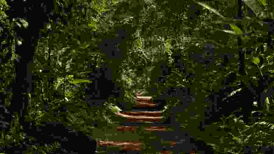 Stroll amongst the lush green forests of Argentina