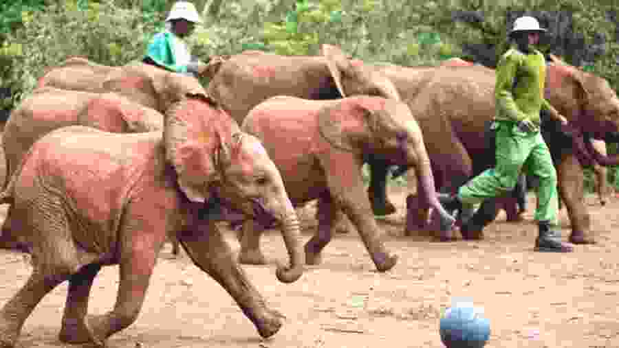 Young elephants at the David Sheldrick Wildlife Trust