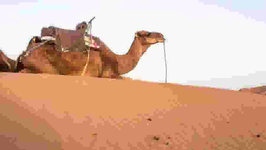 Camel ride on Moroccan Sahara