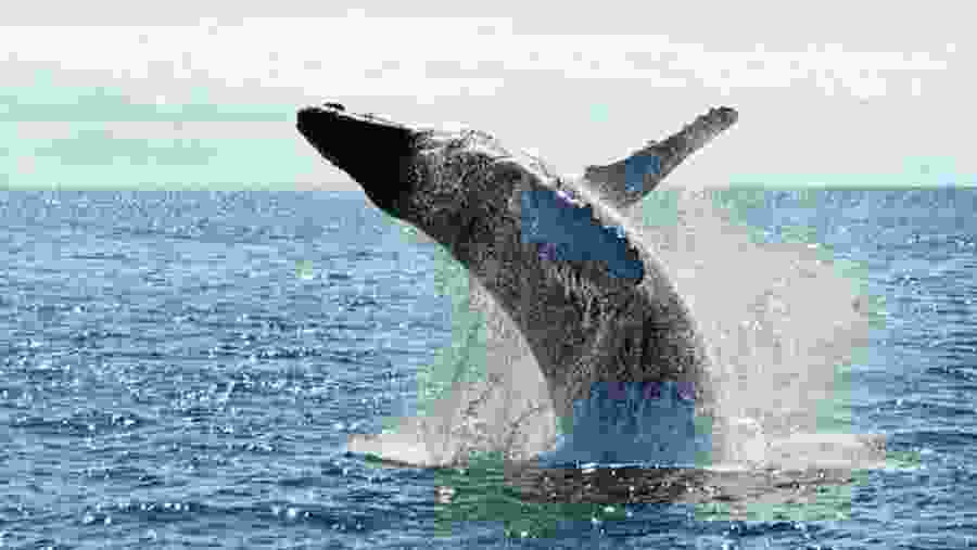 Whale Watching In Kalpitiya