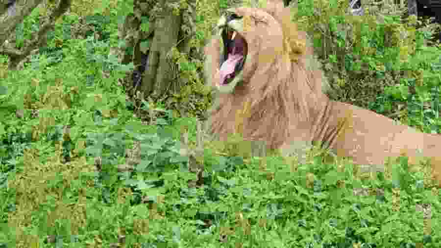 Tarangire National Park