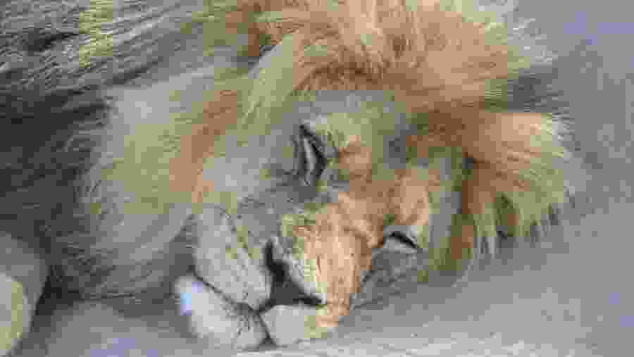 Kgalagadi Transfrontier Park