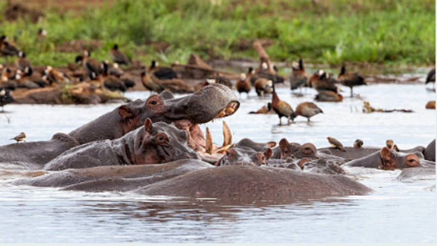 Arusha National Park