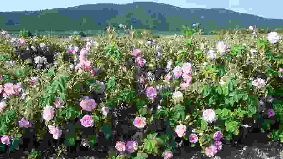 Flower bed