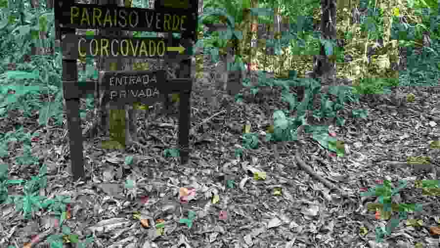 Follow the Jungle Trail