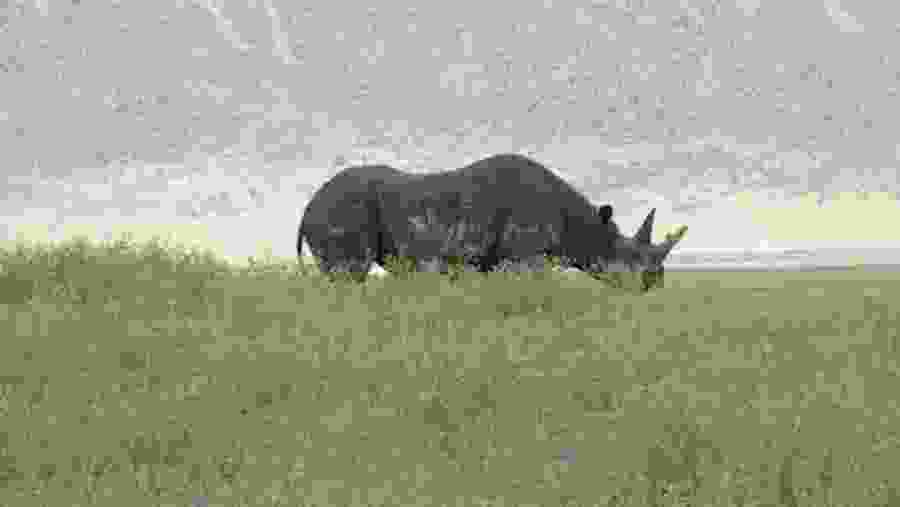 Rhinoceros at Tarangire National Park