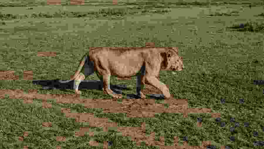 African Lion