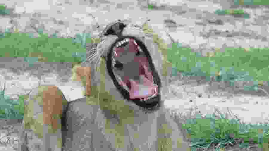 Lion in Mikumi National Park