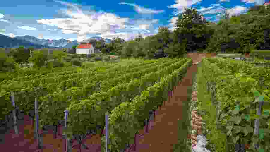 Vineyard near lake Skadar