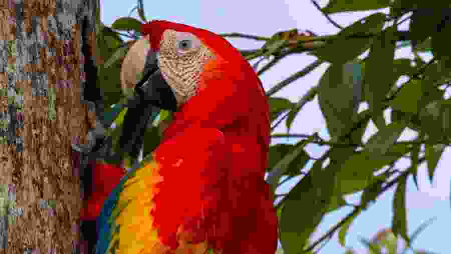 Macaw