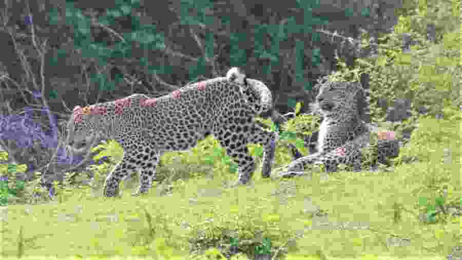 Leopards on Yala National Park- One Day Trip
