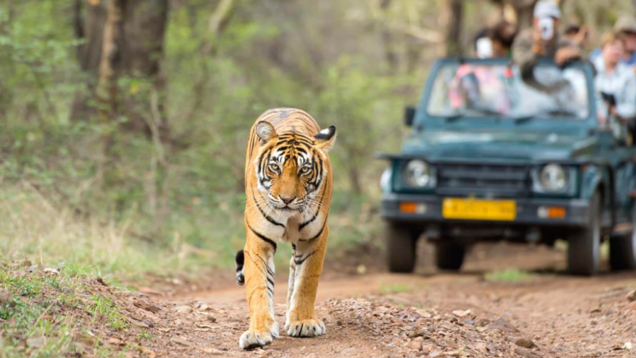 Ranthambore