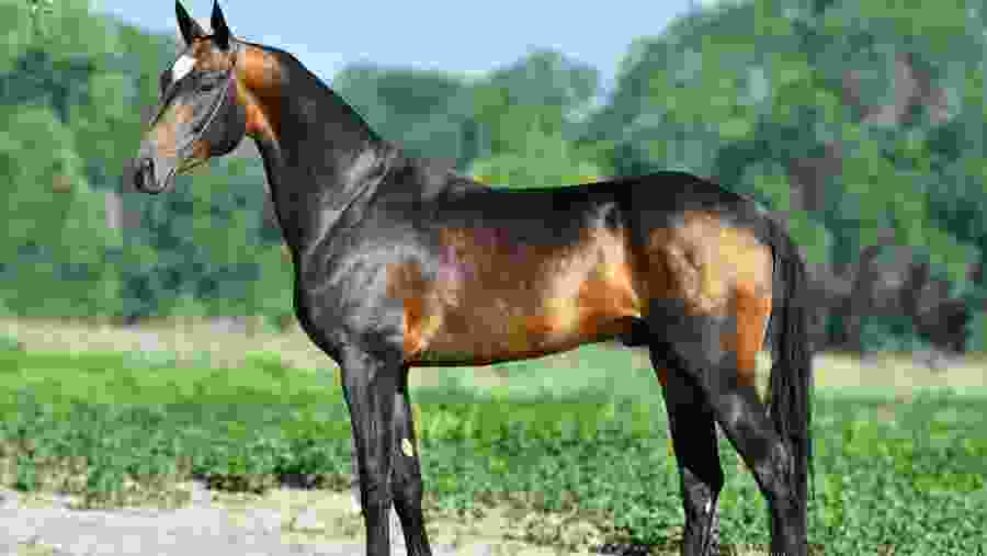 View the majestic Akhal-Teke