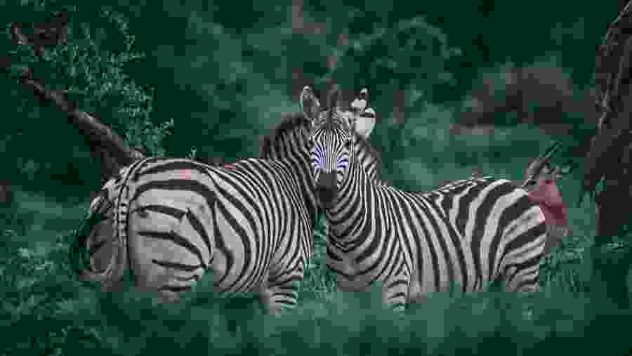 Zebras