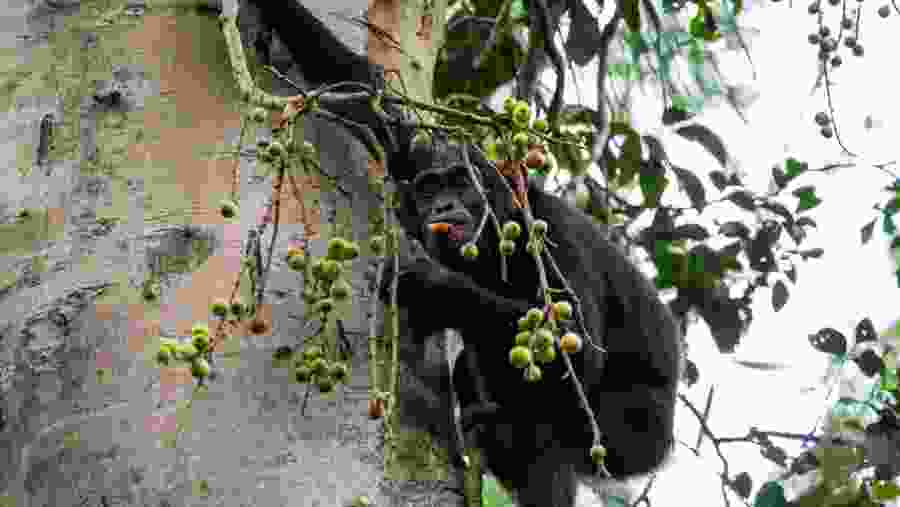 Chimpanzee Trekking