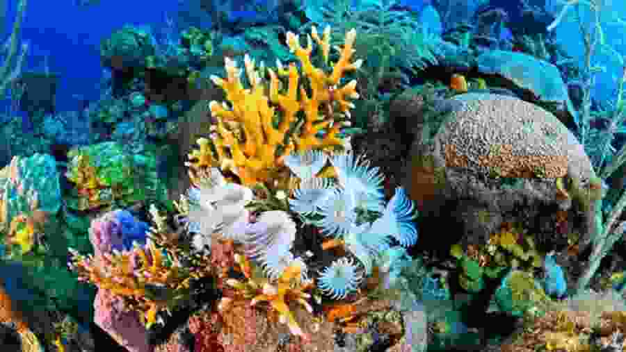 Aquatic life in the Red Sea