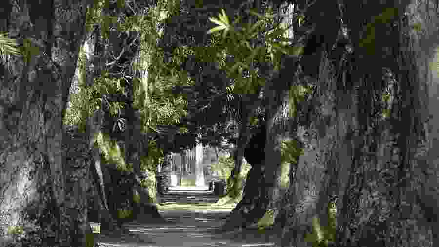 Imperial Palm Trees, Rio de Janeiro