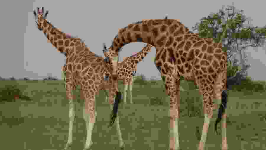 Giraffes