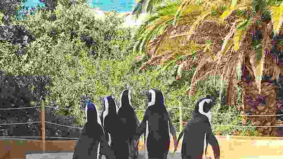 Penguins