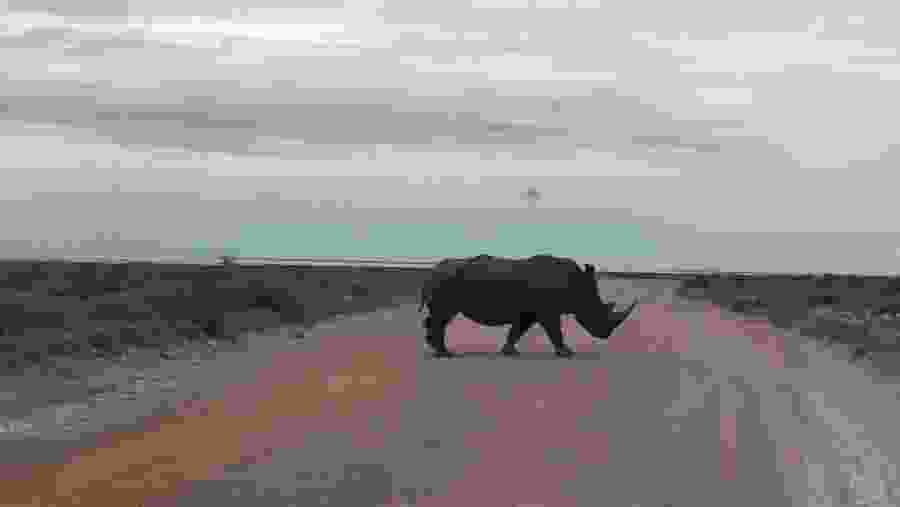 Witness the African wildlife