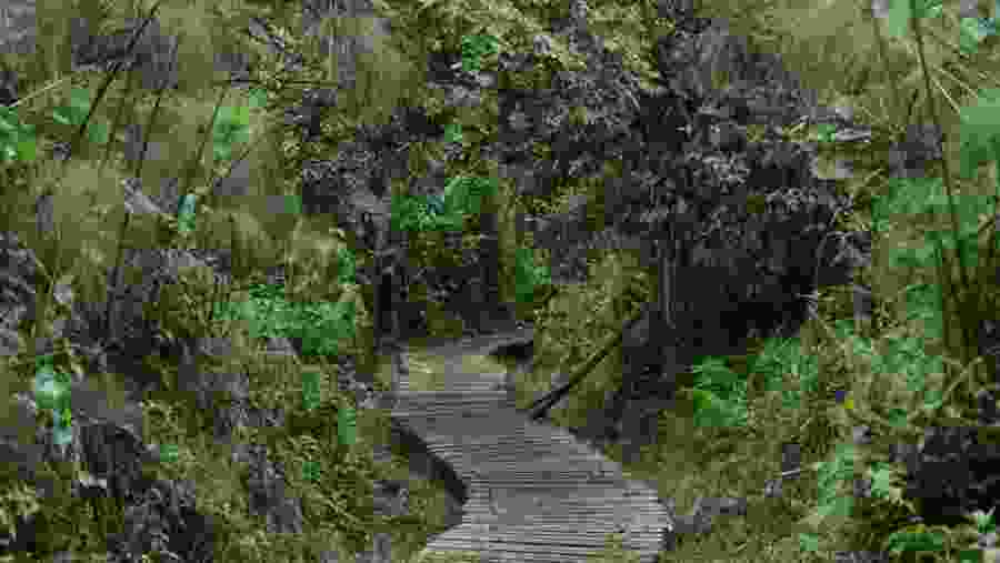 Kibale national park