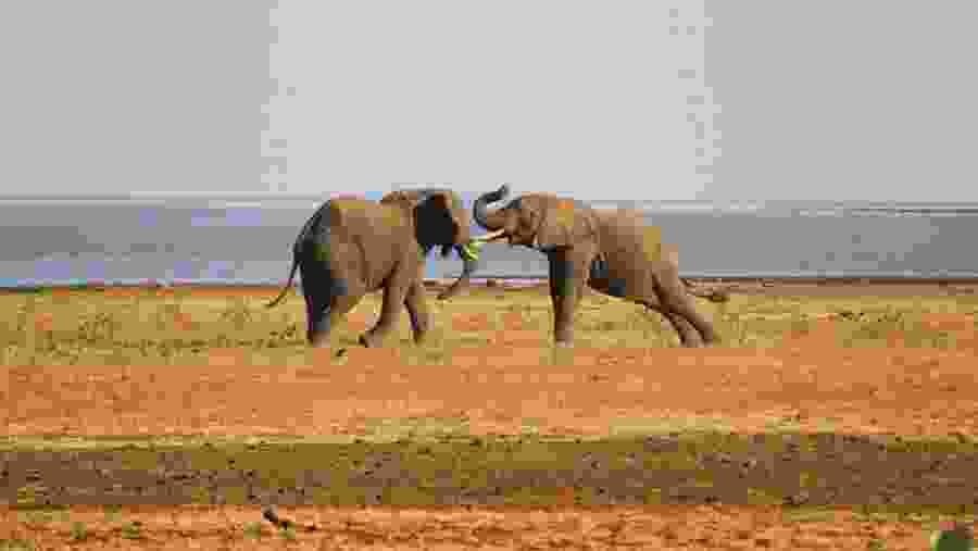 Spot majestic elephant herds