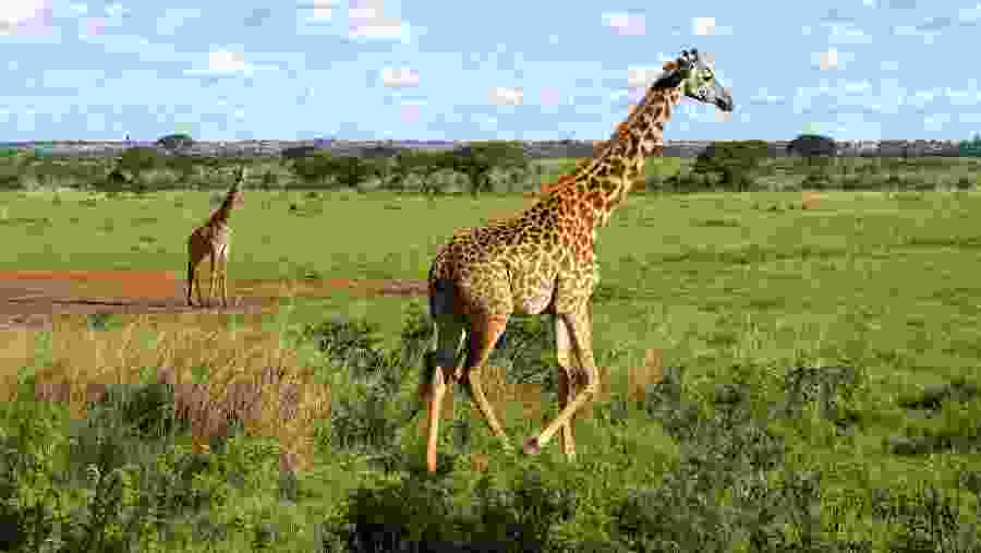 Giraffe at Masai Mara National Reserve