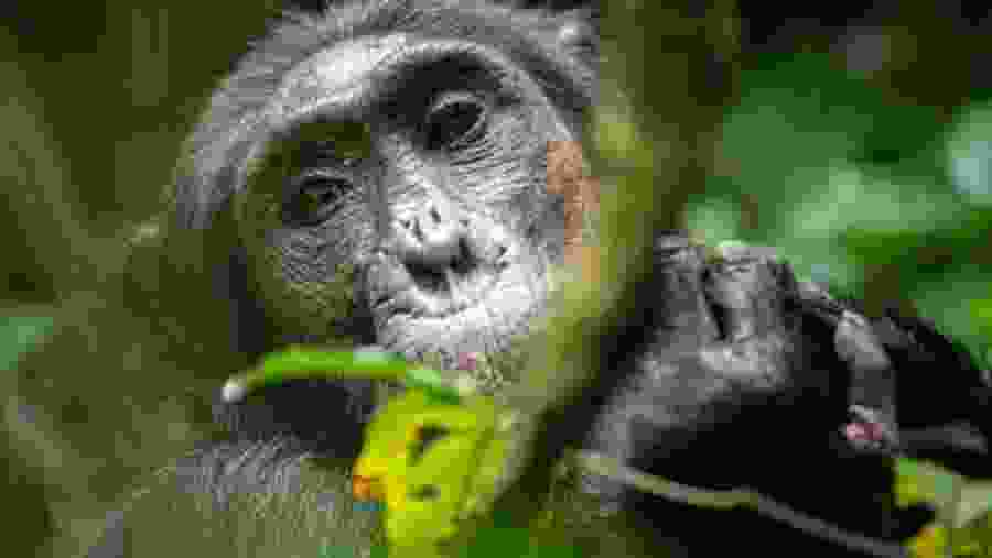 Gorilla Trekking