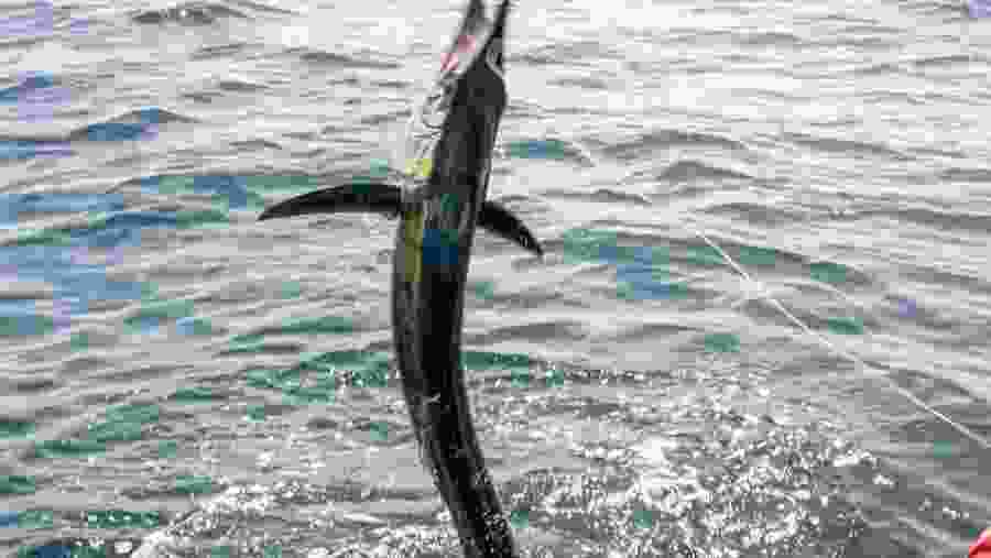 Sailfish in Kuala Rompin