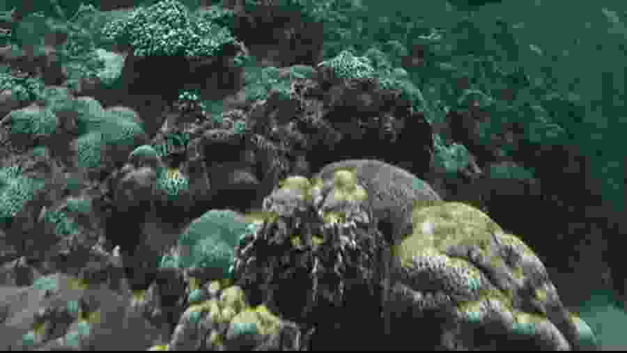 Orbicella annularis