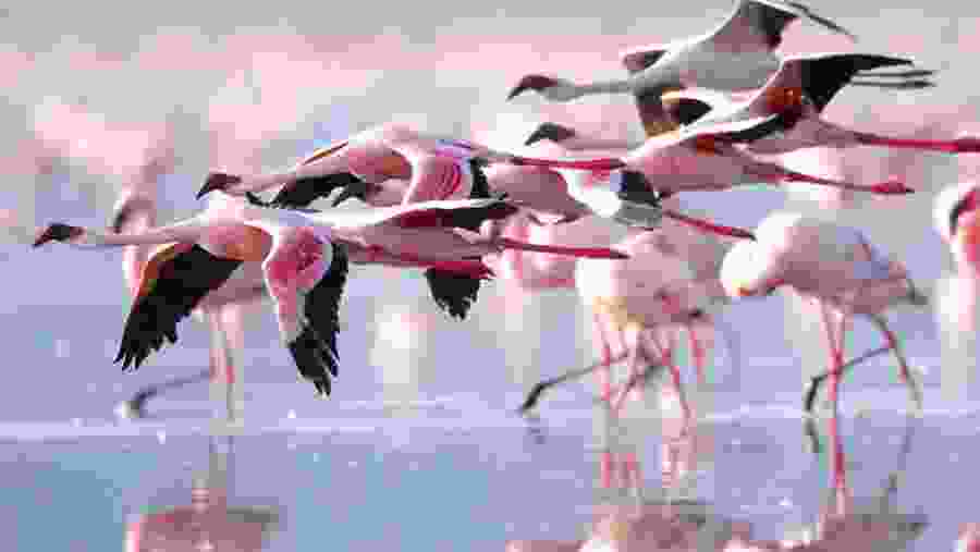 Greater Flamingo