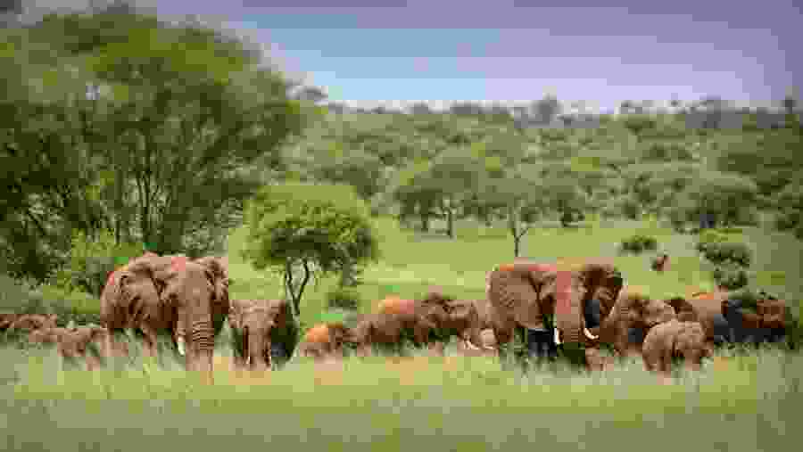 Elephants at Serengeti National Park