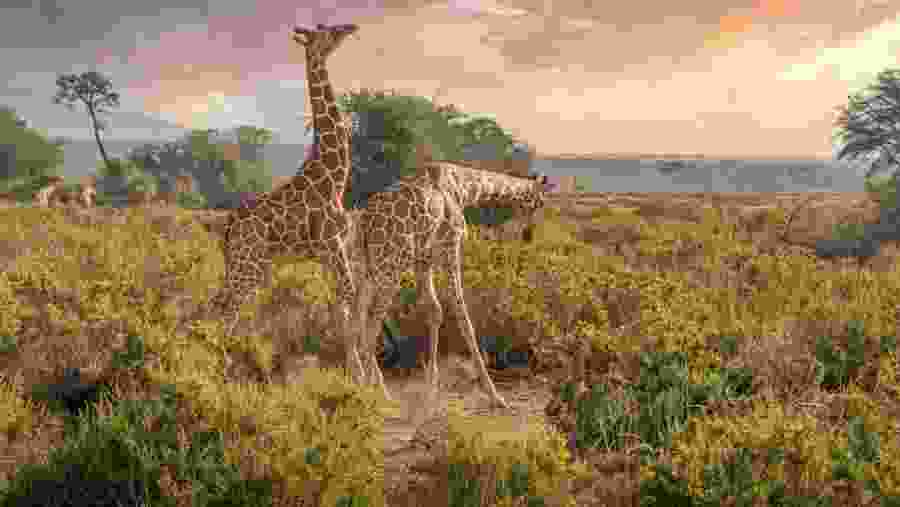 Samburu National Reserve