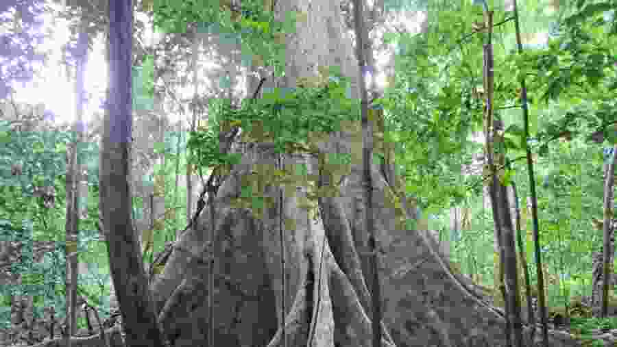 Nam Cat Tien National Park