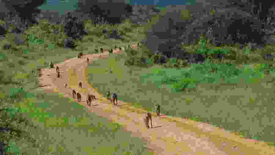 Monkeys in Tsavo West National Park