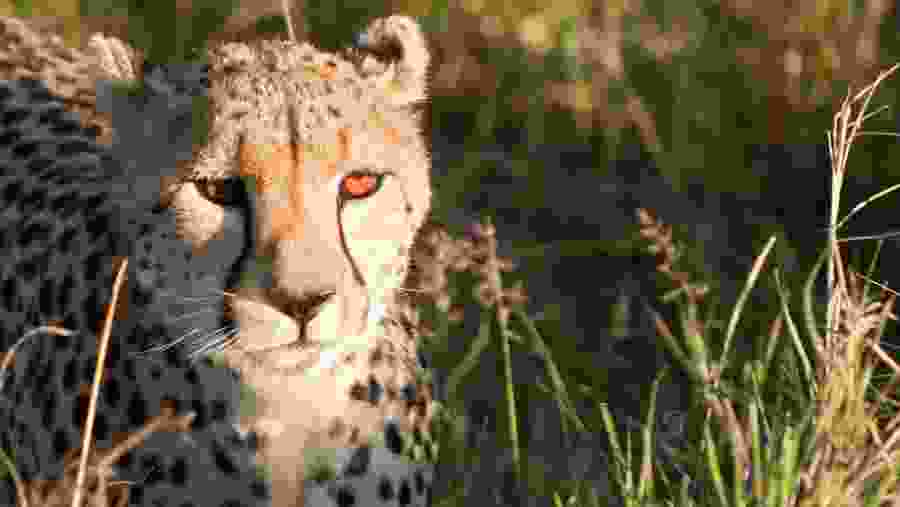 Spot the Cheetah at Maasai Mara