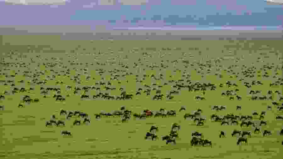 Witness the Great Wildebeest Migration at Serengeti National Park