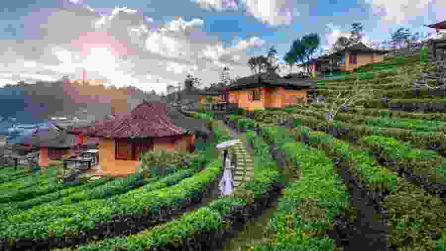 Lee Wine Rak Thai Sunrise