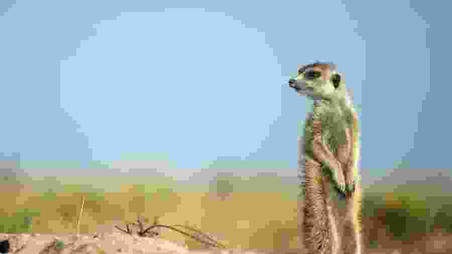 Meerkat