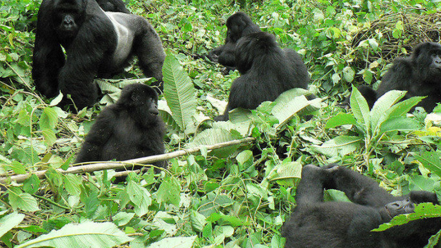 Group of Gorillas