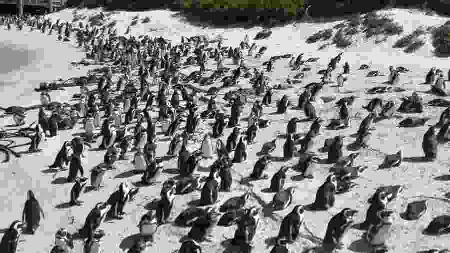 Spot African Penguins at Boulders Beach