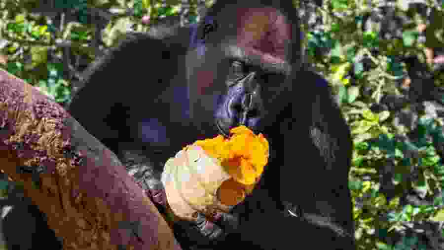 Gorilla